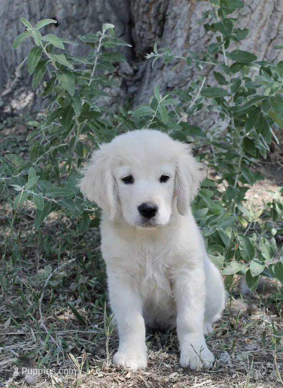 White Girl – English Cream Golden Retriever puppy for sale in Littleton, CO