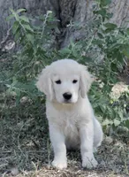 White Girl, a female English Cream Golden Retriever for sale in Littleton, CO – 1 of 5