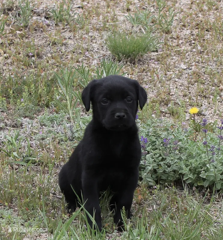 Black Girl – Labrador Retriever puppy for sale in Littleton, CO