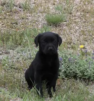 Black Girl, a female Labrador Retriever for sale in Littleton, CO – 1 of 3
