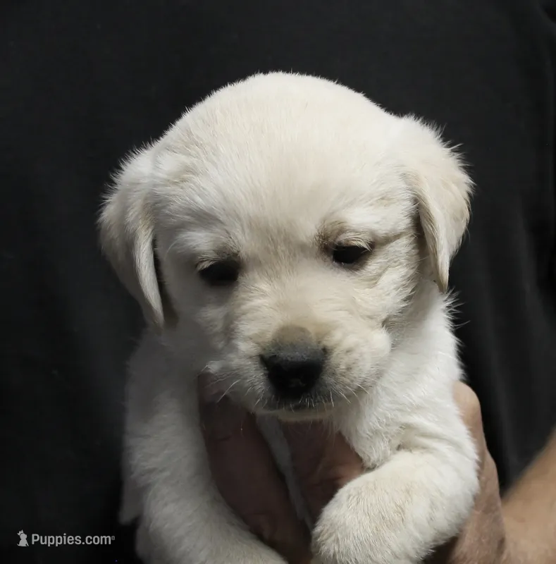 Wht Boy – Labrador Retriever puppy for sale in Littleton, CO