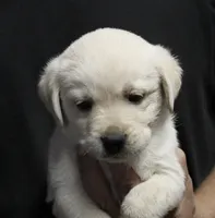 Wht Boy, a male Labrador Retriever for sale in Littleton, CO – 1 of 2