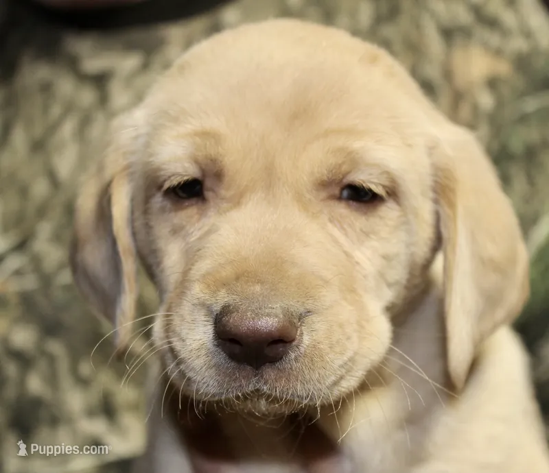 Yellow male – Labrador Retriever puppy for sale in Littleton, CO
