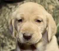 Yellow male, a male Labrador Retriever for sale in Littleton, CO – 1 of 2