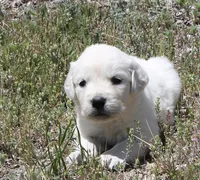 White Girl, a female English Cream Golden Retriever for sale in Littleton, CO – 1 of 4