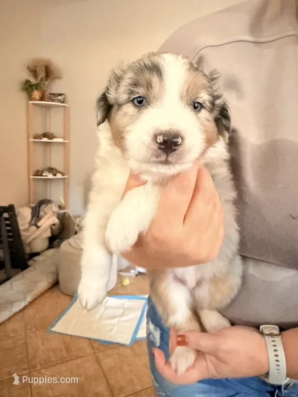 Jack – Australian Shepherd puppy for sale in Gilbert, AZ