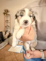 Jack, a male Australian Shepherd for sale in Gilbert, AZ – 2 of 10