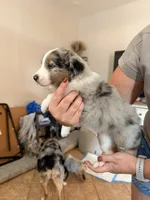 Jack, a male Australian Shepherd for sale in Gilbert, AZ – 3 of 10