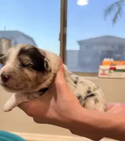 Jack, a male Australian Shepherd for sale in Gilbert, AZ – 8 of 10