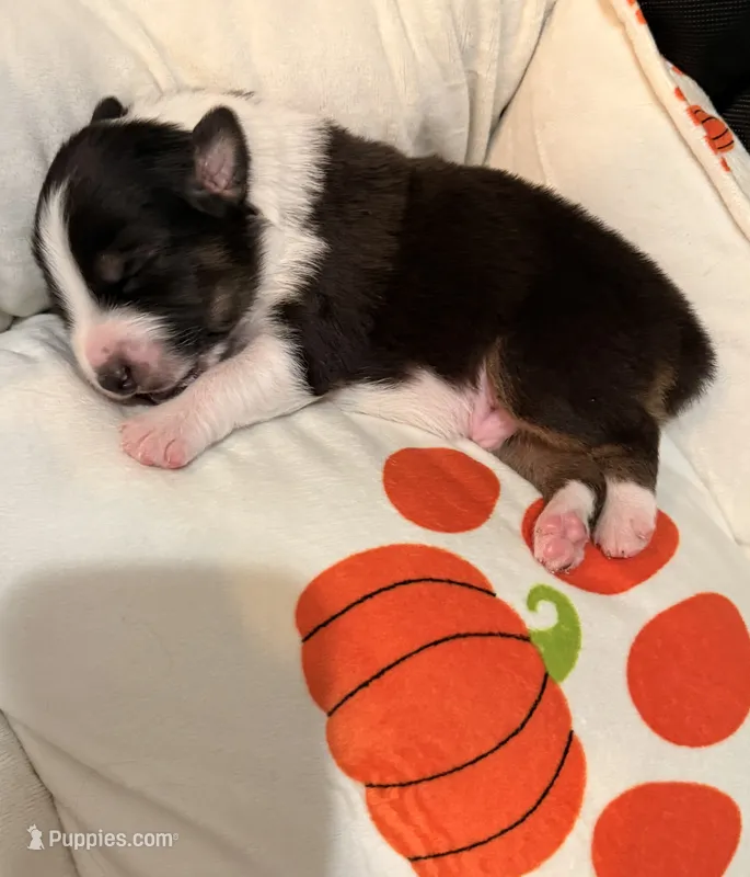 Binx – Australian Shepherd puppy for sale in Gilbert, AZ