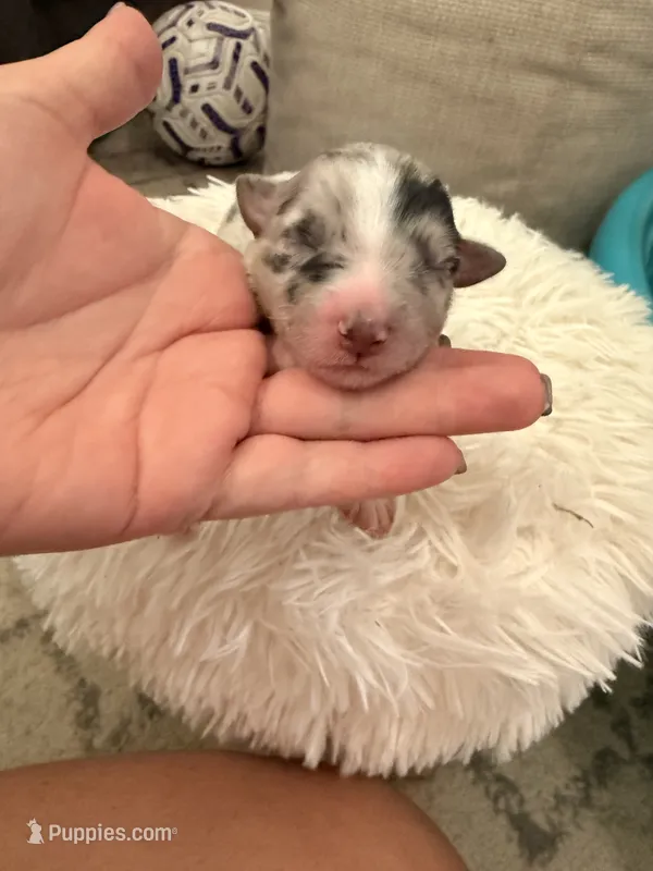 Casper – Australian Shepherd puppy for sale in Gilbert, AZ