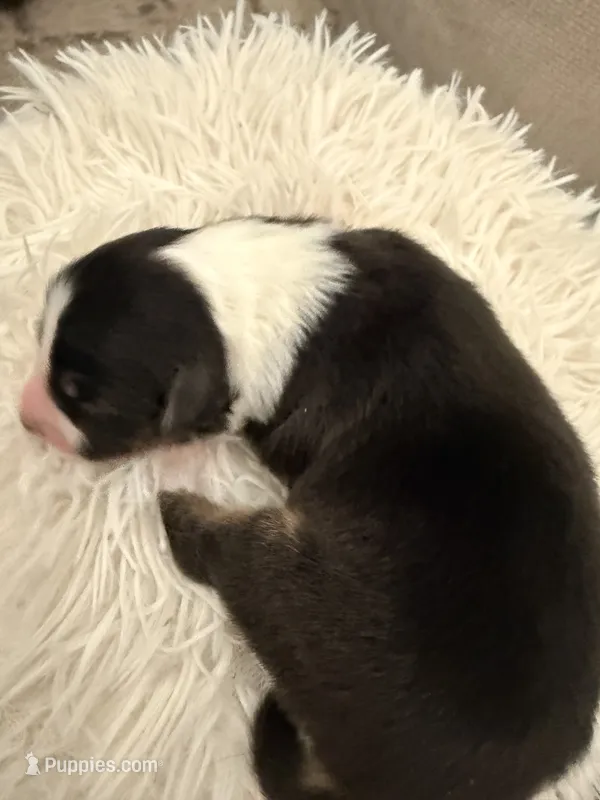 Binx – Australian Shepherd puppy for sale in Gilbert, AZ