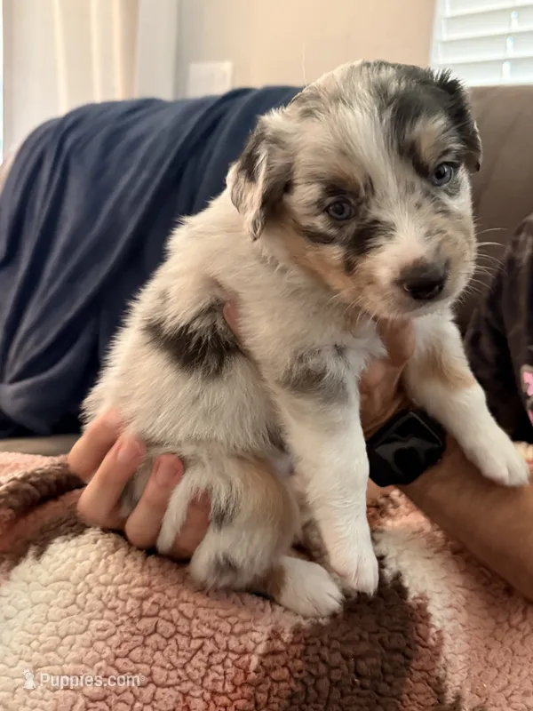 Casper – Australian Shepherd puppy for sale in Gilbert, AZ