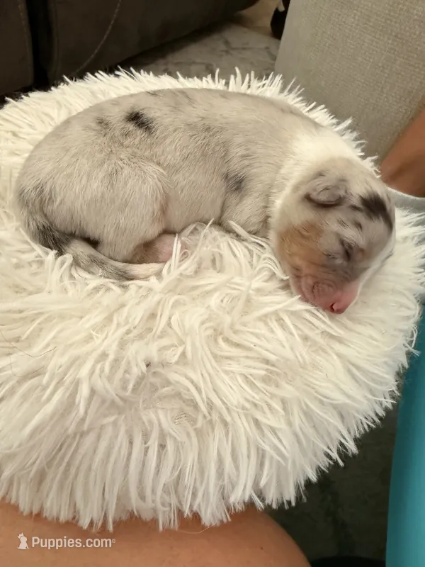 Salem – Australian Shepherd puppy for sale in Gilbert, AZ