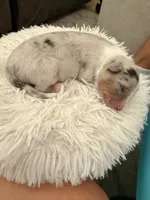 Salem, a male Australian Shepherd for sale in Gilbert, AZ – 1 of 7