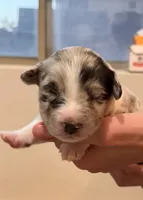 Jack, a male Australian Shepherd for sale in Gilbert, AZ – 5 of 10