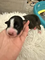 Binx, a male Australian Shepherd for sale in Gilbert, AZ – 4 of 5