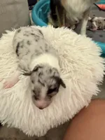 Casper, a male Australian Shepherd for sale in Gilbert, AZ – 2 of 3