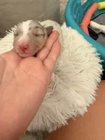 Salem, a male Australian Shepherd for sale in Gilbert, AZ – 3 of 7