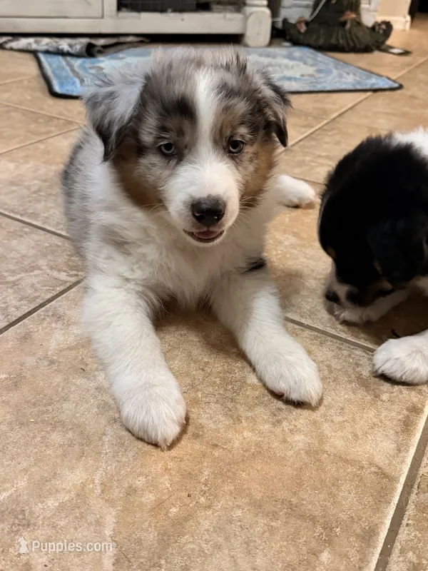 Jack – Australian Shepherd puppy for sale in Gilbert, AZ