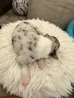 Casper, a male Australian Shepherd for sale in Gilbert, AZ – 3 of 3