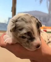 Jack, a male Australian Shepherd for sale in Gilbert, AZ – 6 of 10