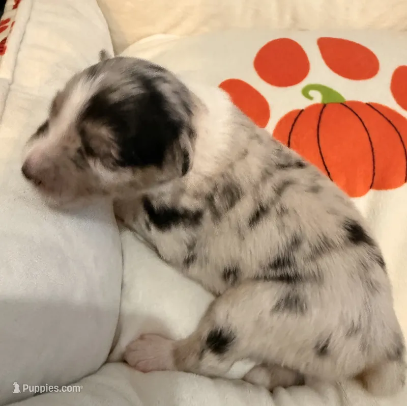 Jack – Australian Shepherd puppy for sale in Gilbert, AZ