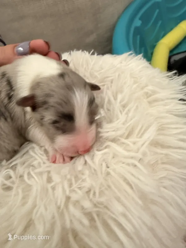 Jack – Australian Shepherd puppy for sale in Gilbert, AZ