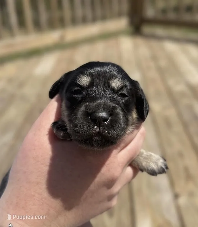 Skye – Miniature Dachshund puppy for sale in Wellford, SC