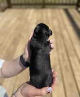 Skye, a female Miniature Dachshund for sale in Wellford, SC – Photo 2 of 7