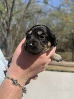 Skye, a female Miniature Dachshund for sale in Wellford, SC – Photo 5 of 7