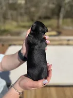 Skye, a female Miniature Dachshund for sale in Wellford, SC – Photo 7 of 7