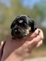 Skye, a female Miniature Dachshund for sale in Wellford, SC – Photo 3 of 7