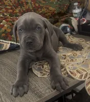 Bear, a male Cane Corso for sale in Poughkeepsie, NY – Photo 1 of 5