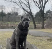 Bear, a male Cane Corso for sale in Poughkeepsie, NY – Photo 4 of 5