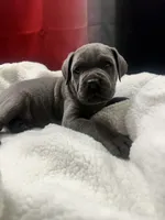 Bear, a male Cane Corso for sale in Poughkeepsie, NY – Photo 3 of 5