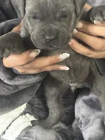 processed/2ce251bd-39d8-4503-a172-4527f132a45d/listing/85099d14-2c1b-4f41-b7b8-8441d6e0042b/735c8c43-c005-4138-a41e-80956c258566