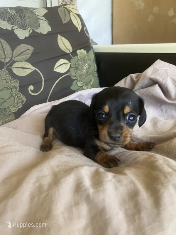 Farmer – Dachshund puppy for sale in Brave, PA