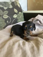 Farmer, a male Dachshund for sale in Brave, PA – 1 of 1