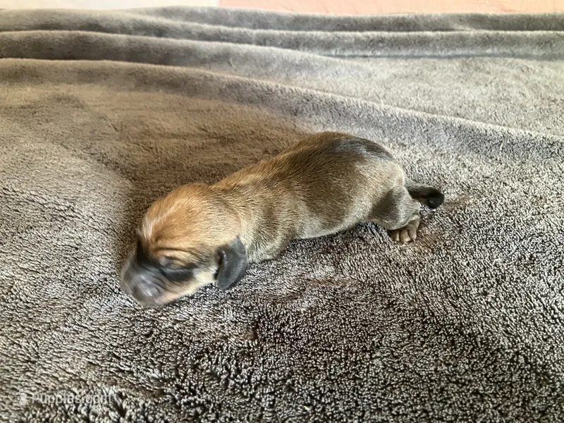 Jenny – Dachshund puppy for sale in Brave, PA