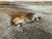 Jenny, a female Dachshund for sale in Brave, PA – 1 of 1