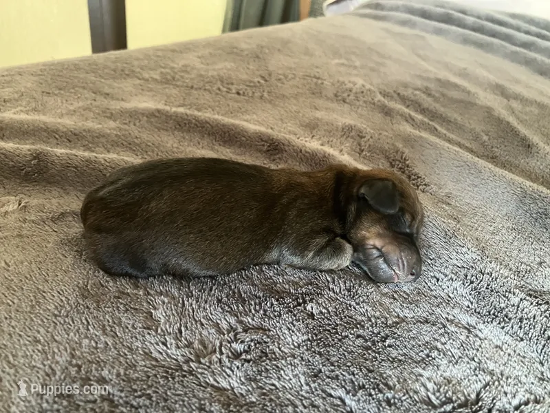 Forrest – Dachshund puppy for sale in Brave, PA