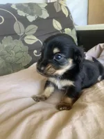 Sailor, a male Dachshund for sale in Brave, PA – 1 of 1