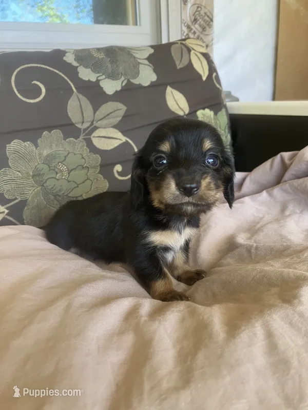 Tramp – Dachshund puppy for sale in Brave, PA