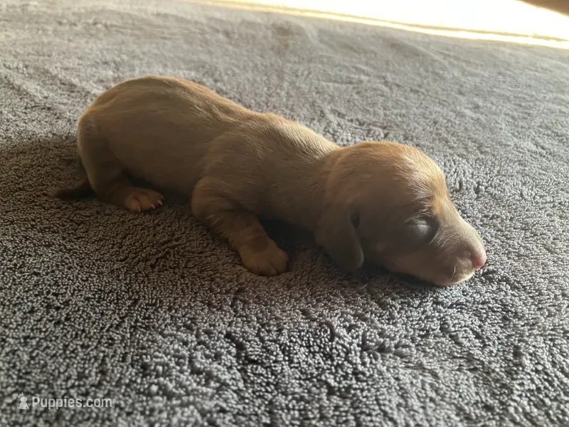 Red – Dachshund puppy for sale in Brave, PA