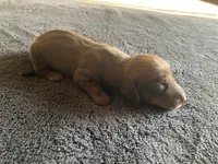 Red, a male Dachshund for sale in Brave, PA – 1 of 1