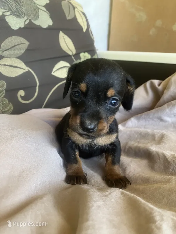 Trapper – Dachshund puppy for sale in Brave, PA