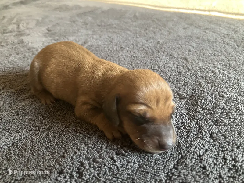 Rocket – Dachshund puppy for sale in Brave, PA