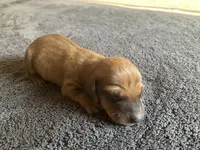Rocket, a male Dachshund for sale in Brave, PA – 1 of 1