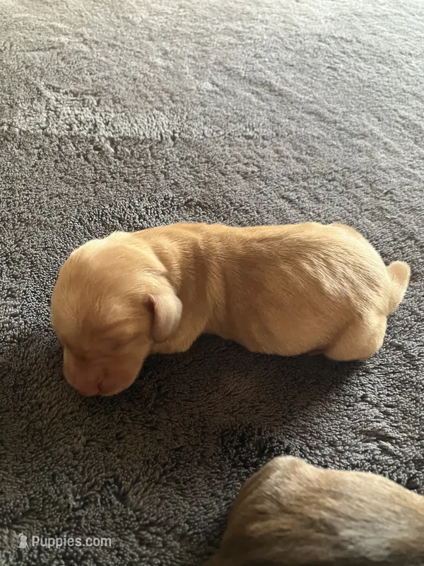 Blondie – Dachshund puppy for sale in Brave, PA